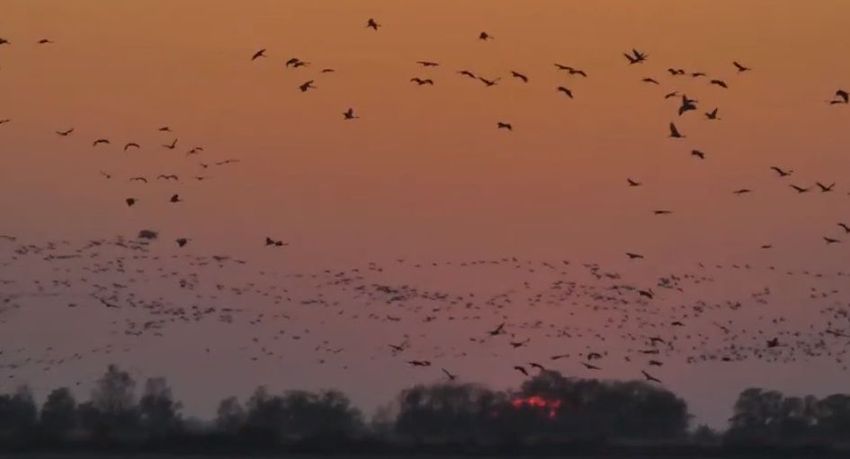 Darvak ezrei repülnek a hortobágyi naplementében