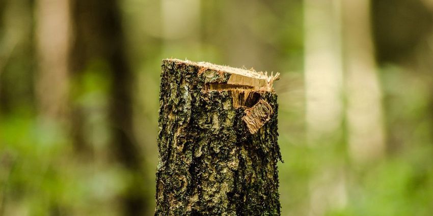 Korhadt fákat vágnak ki Miskolcon