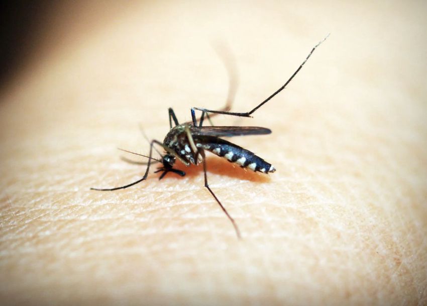 Reszkethetnek a szúnyogok Miskolcon