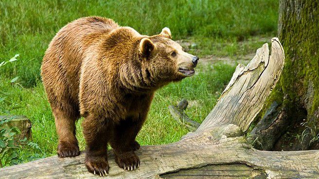 Medve támadott meg magyarországi zarándokokat Székelyföldön