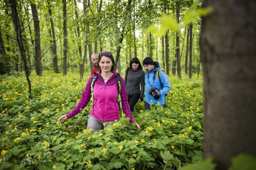 A Sóstói-erdőbe csalogatnák a turistákat
