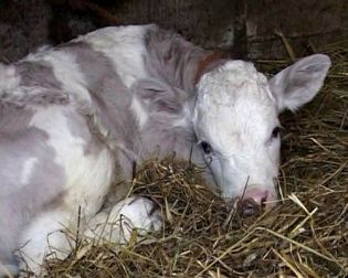 Megszületett a Milka lila tehene!