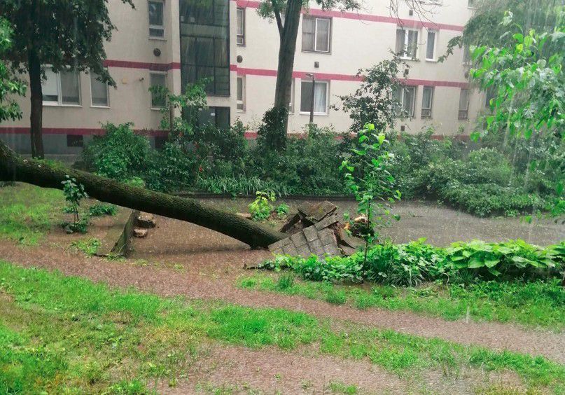 Méretes fa fordult ki a talajból a debreceni belvárosban