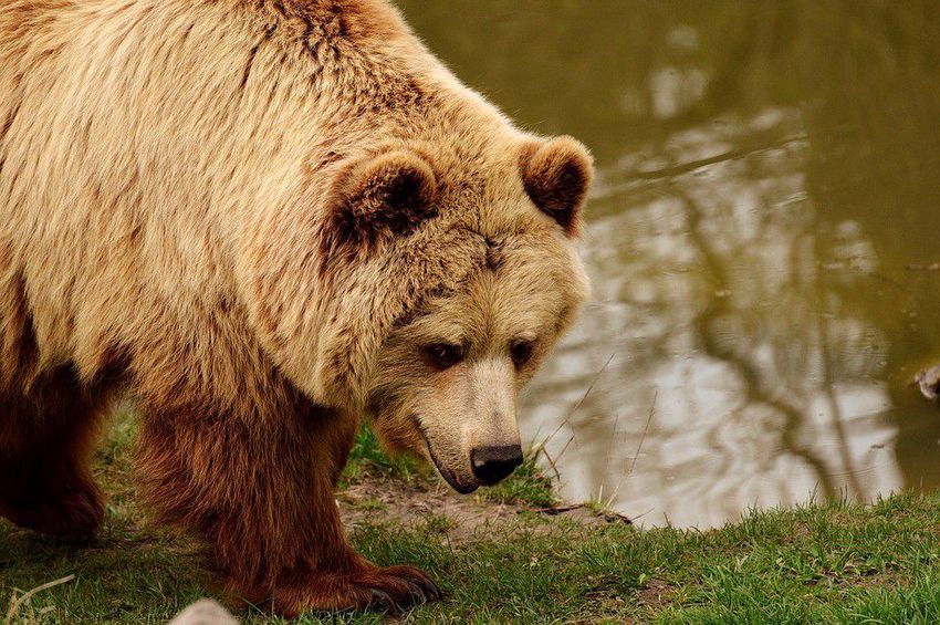 Kilövési engedélyt kérnek a medvékre Székelyföldön