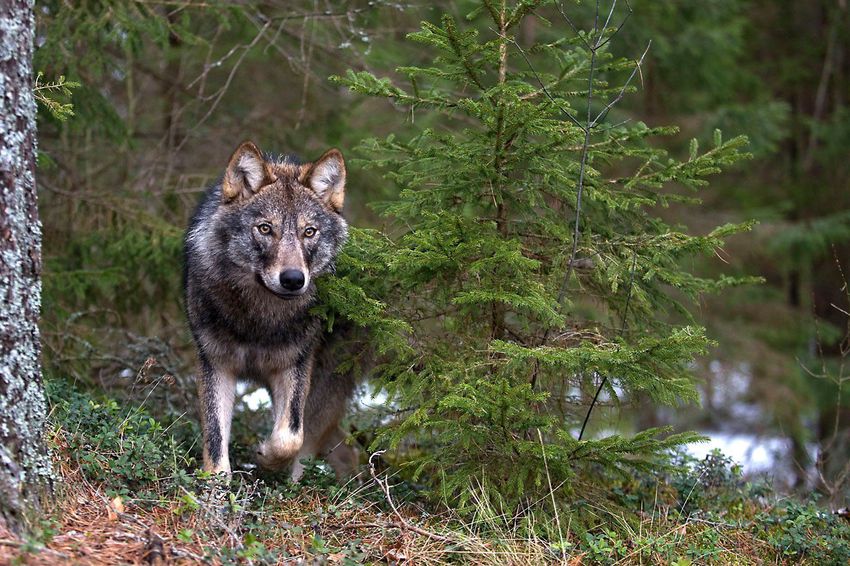 Farkasok támadtak egy kutyára Füzérnél