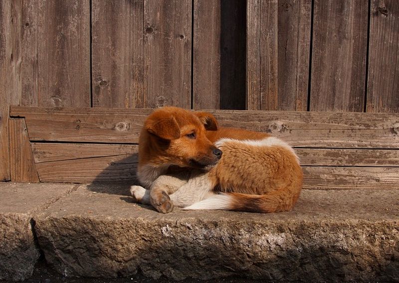 Nagy bajba került egy kutya Tiszabecsen