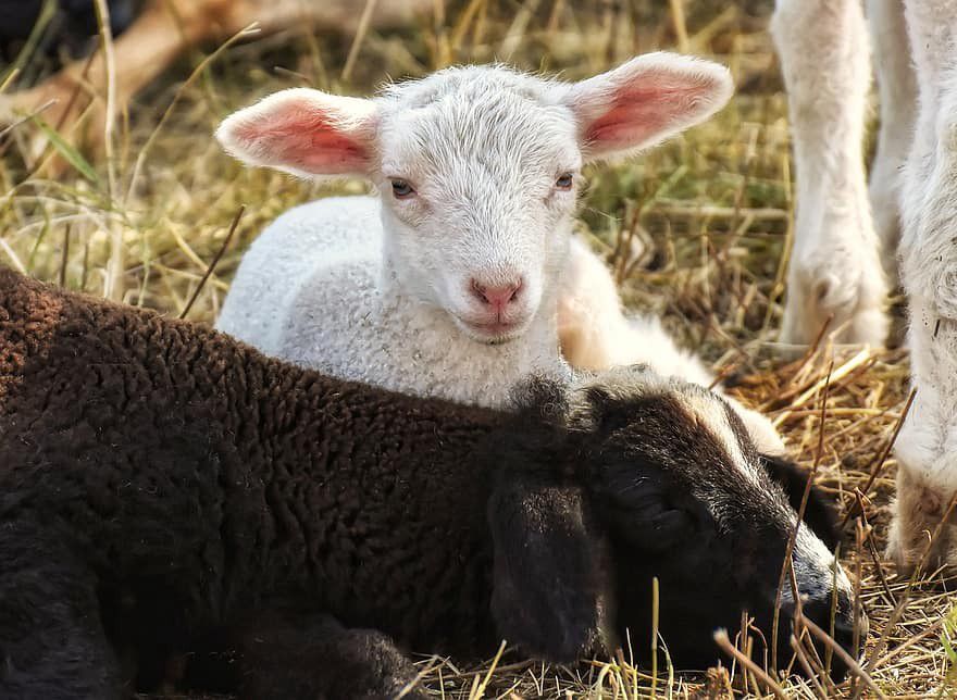 Állatkínzásért kell felelnie a borsodi birkatartónak