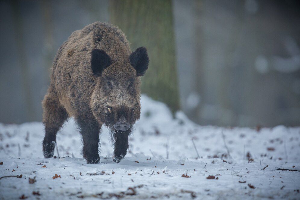 Kampányt indítanak a vadhús népszerűsítésére