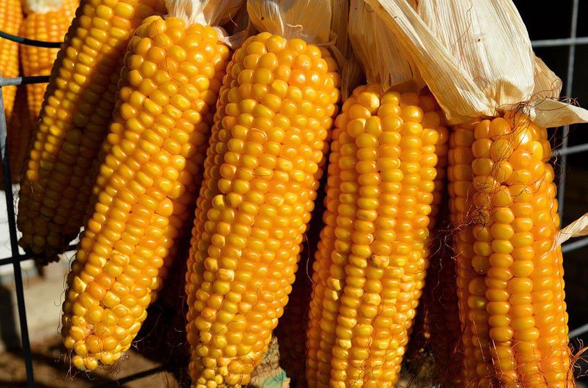 Kukoricáznak Nagykállóban