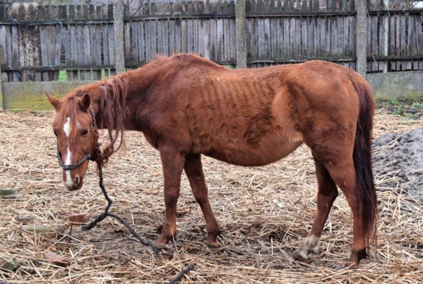Éhen haltak a lovak Hajdúhadházon – állatkínzás a gyanú 