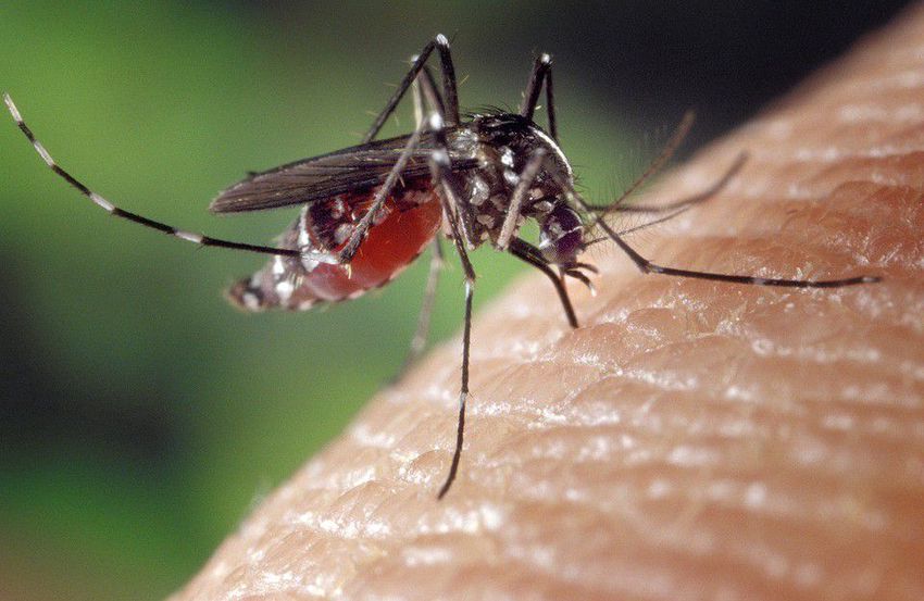 Két rossz nap vár a szúnyogokra Nyíregyházán