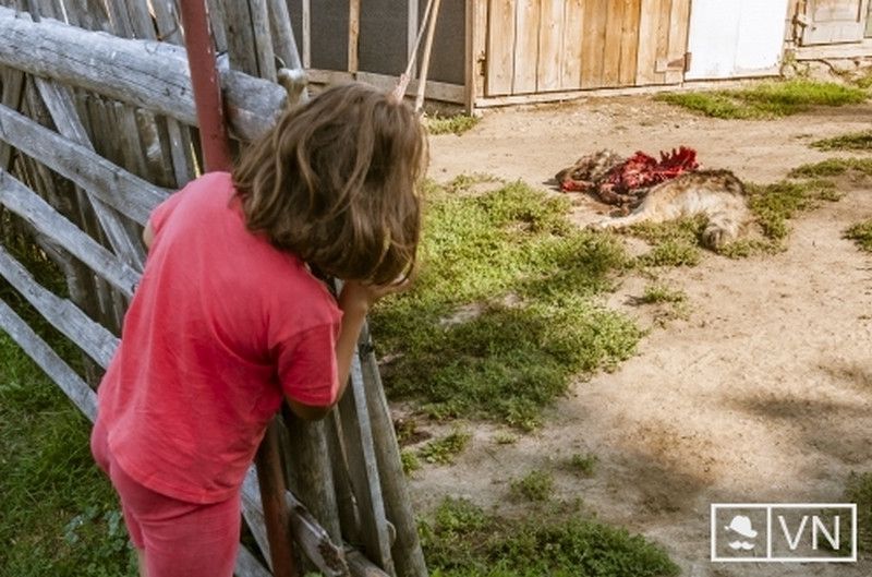 Gyilkos medvétől rettegnek a csíkiak