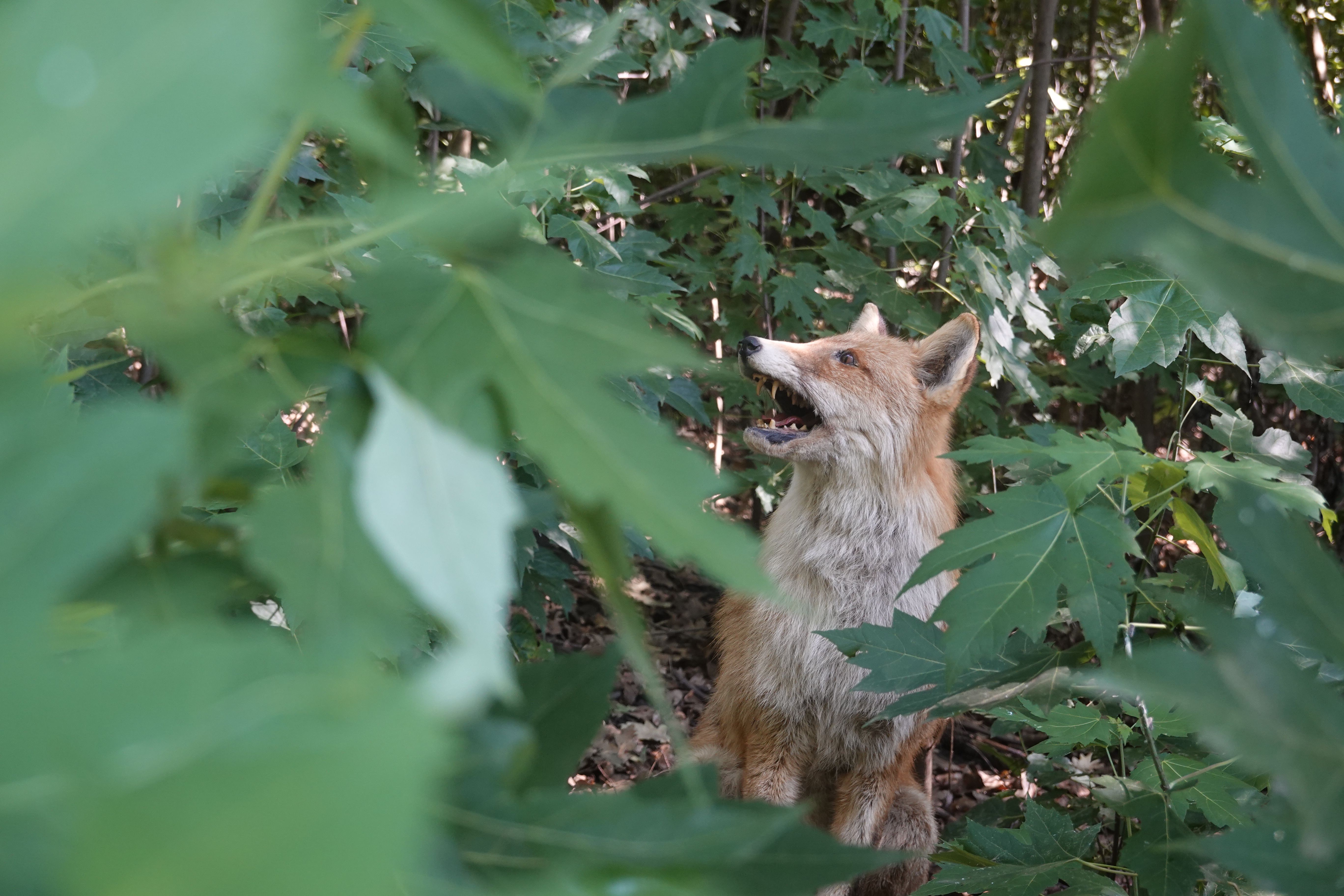 Szemmel „vadásztak” a gyerekek a Polgár melletti erdőben