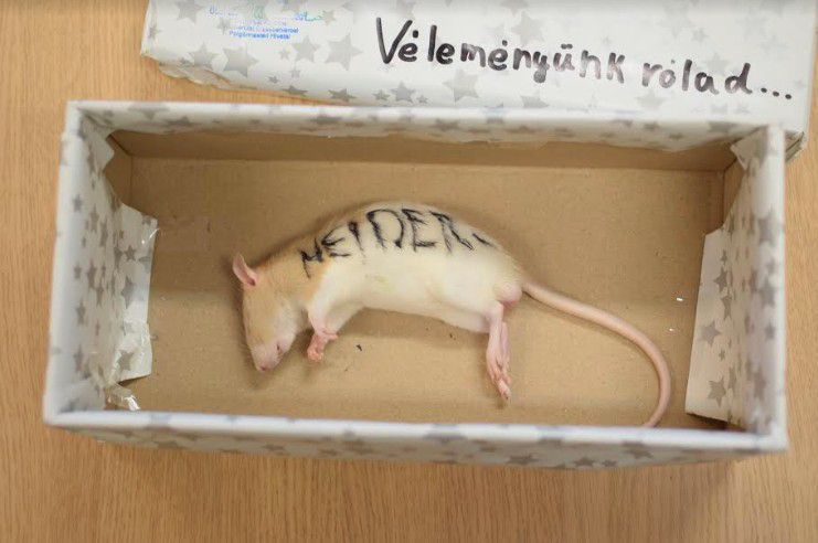 Döglött patkányt küldtek Niedermüller Péternek + FOTÓ!