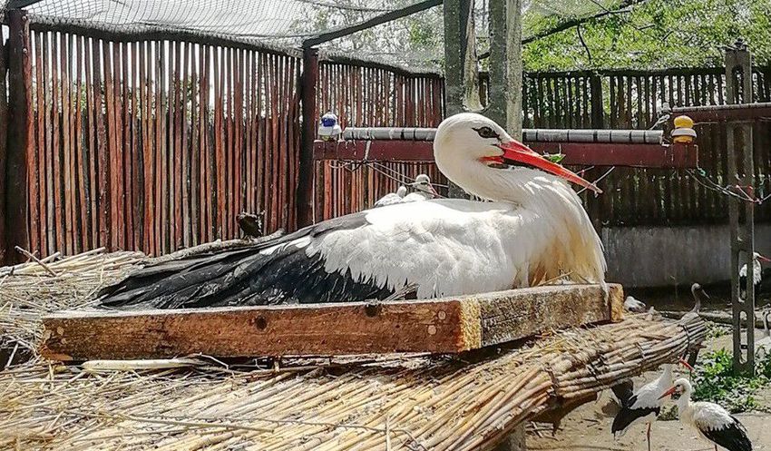 Műlábas gólyával alapít családot a műcsőrös