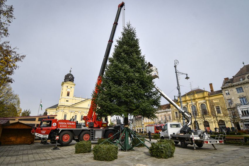 Már áll Debrecen karácsonyfája 