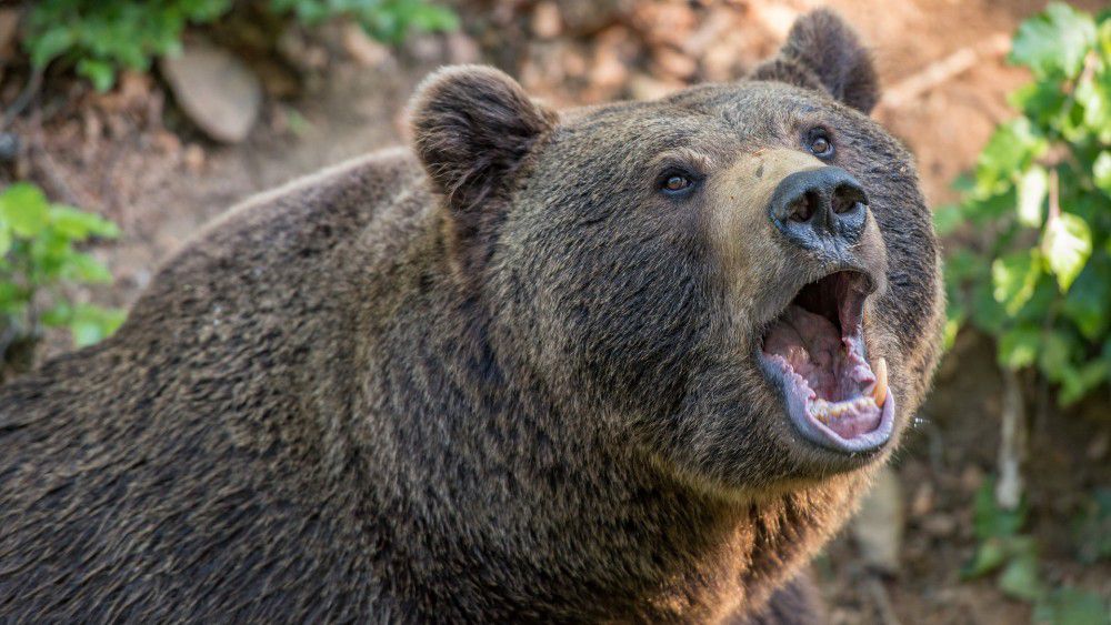 Saját háza udvarán támadt egy férfire egy medve Székelyföldön