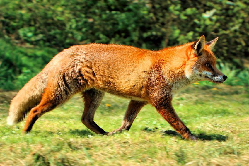 Debreceni laboratóriumban vizsgálták a veszett rókát