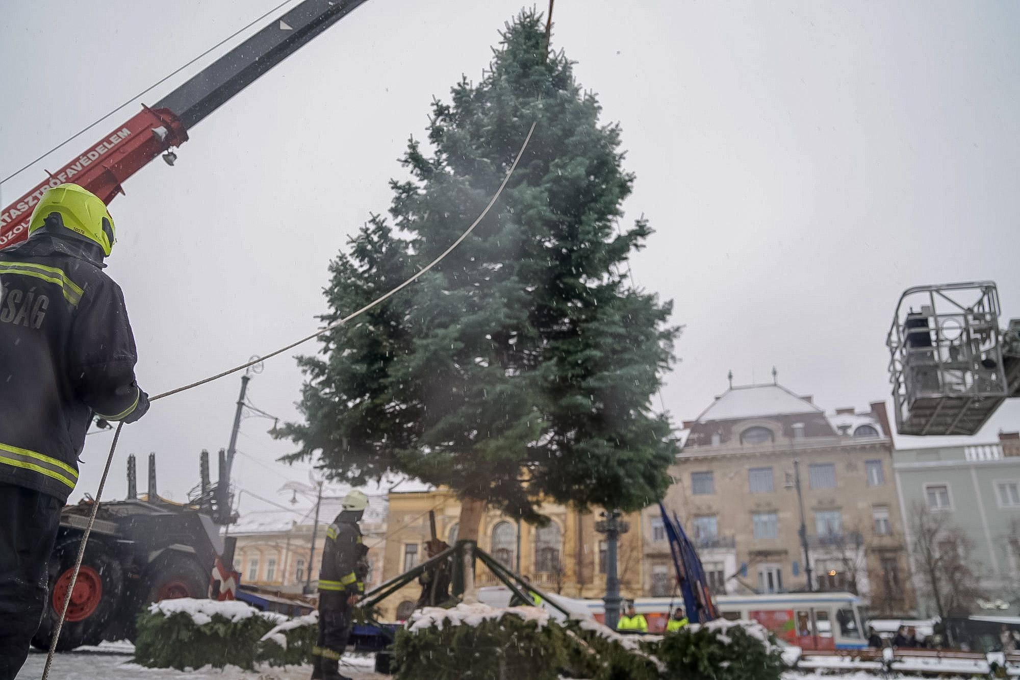 Felsőjózsáról érkezett Debrecen karácsonyfája