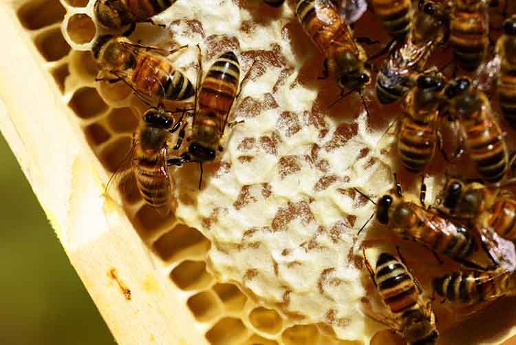 Történelmi csúcson van a méz ára