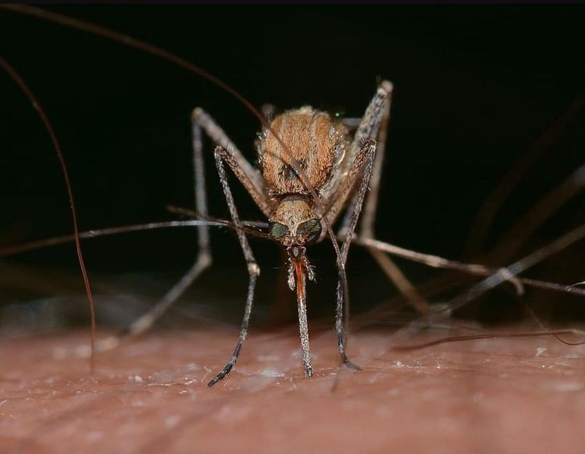 A Tisza teljes szakaszán irtják a szúnyogokat