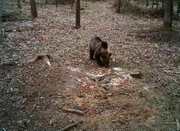 Medvét láttak az az Aggteleki Nemzeti Parknál