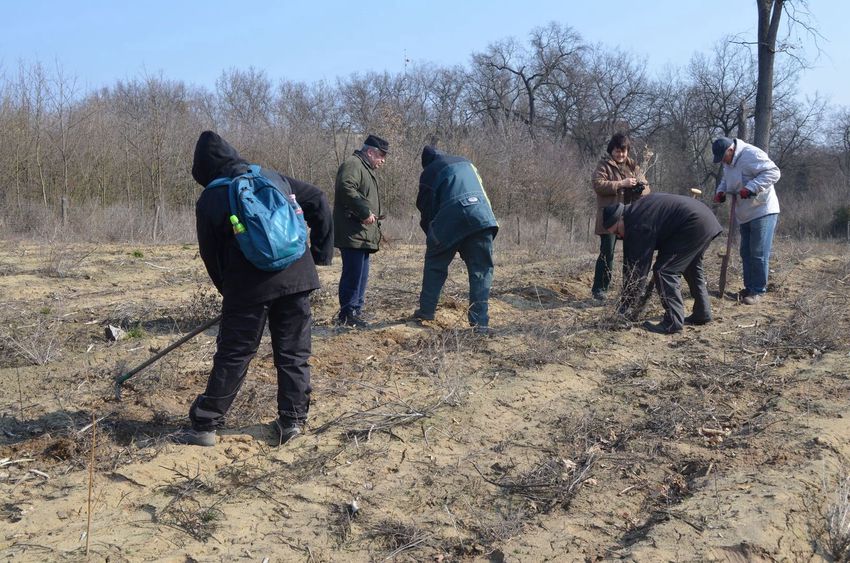 Önkéntesek ültettek facsemetéket a Sóstói-erdőben