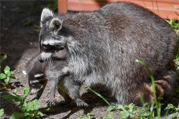 Ötös mosómedveikrek születtek Debrecenben