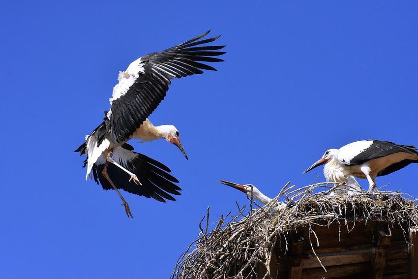 Két méteren múlik a gólyák élete Oroson?