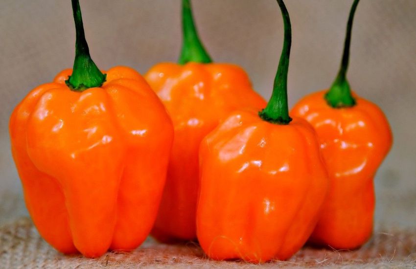 Ezt kell tudni a különböző Naga chili fajtákról