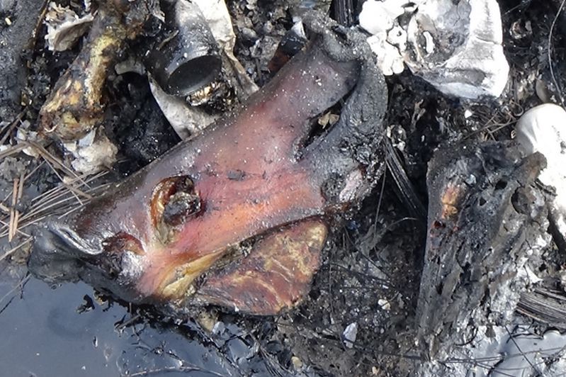 Tömérdek romlott húst találtak Békésben