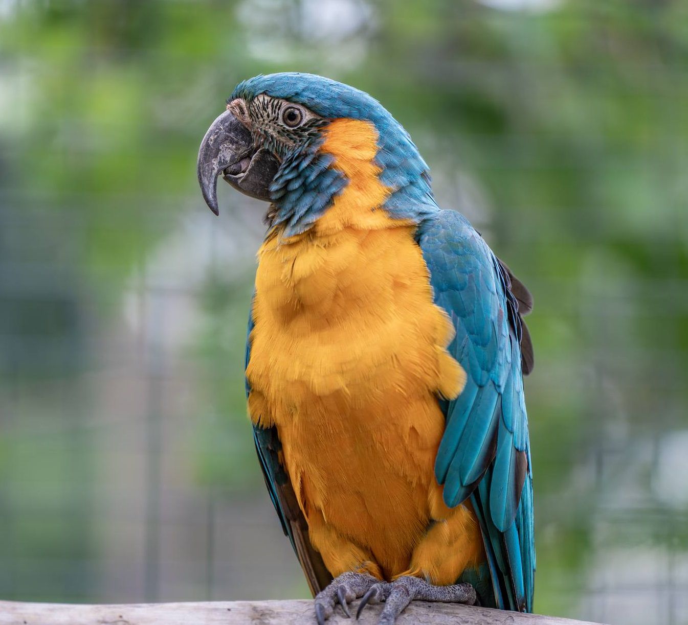 „Családegyesítés” a debreceni állatkertben 