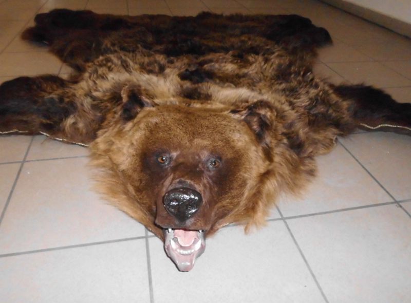 Medvét foglaltak le Záhonynál