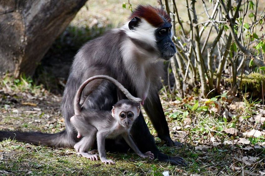 Örvös mangábé született a Miskolci Állatkertben